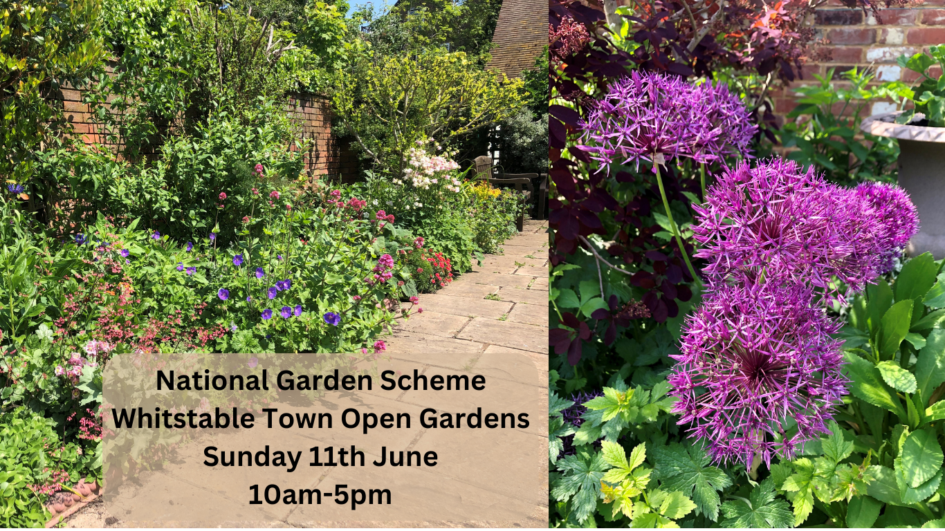 NGS Whitstable Town Open Gardens Sunday 11th June 10am - 5pm
